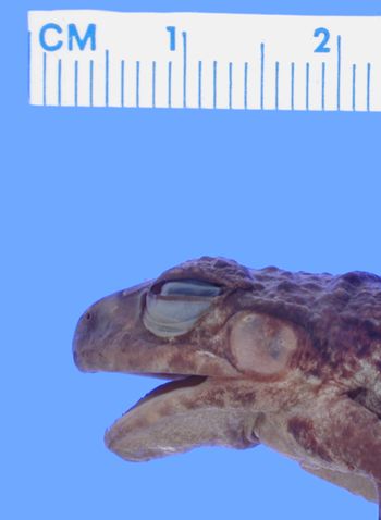 Media type: image; Herpetology A-29630